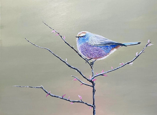 White Browed Tit Warbler